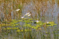 Wasserlilien im Ovamboland
