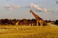 Etosha