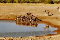 Etosha