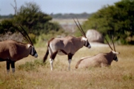 Oryx