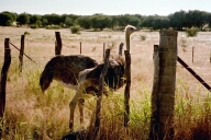 Farm Kamrav