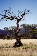 ber�hmter Baum.....