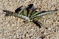 auch hier w�chst etwas