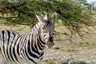 Etosha