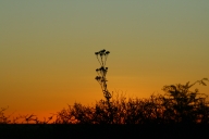 sundowner