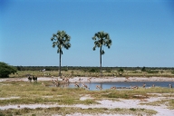 Twee Palms