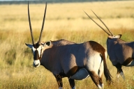 Oryx