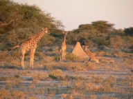 Baby Giraffen