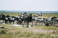 Etosha
