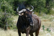 Gnu