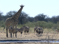 Etosha