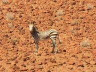 Bergzebra
